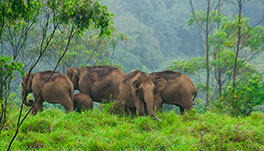 Thekkady Homestay-Thekkady Elephants1