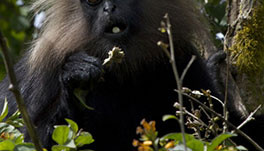 Thekkady Homestay-Nilgiri-Langur1