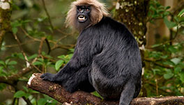 Thekkady Homestay-Nilgiri-Langur2