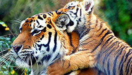 Thekkady Homestay-Periyar-Tiger-Reserve
