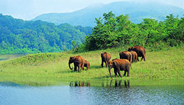 Thekkady Homestay-Periyar-wild-life-santuary-elephant