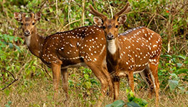 Thekkady Homestay-Sambar