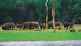 Thekkady Homestay-Thekkady Elephants