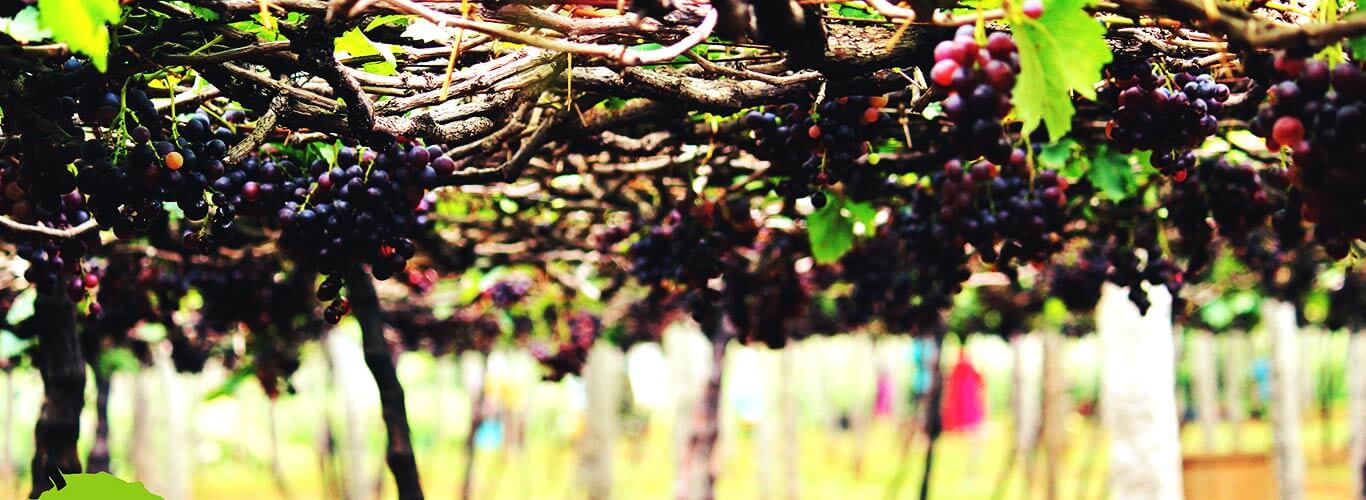 Thekkady Homestay Kerala - slider1