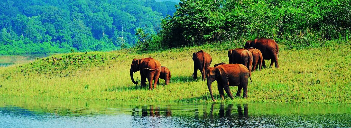 Thekkady Homestay Kerala - slider3