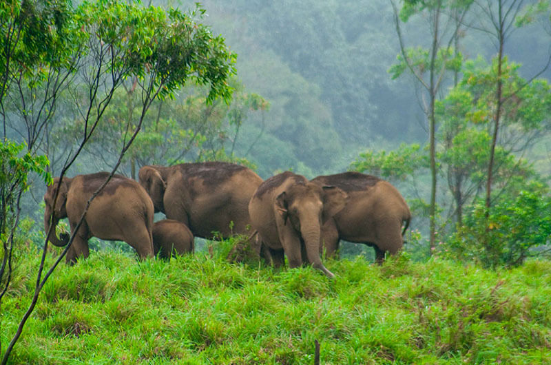 Places to Visit in Thekkady - Picture_5