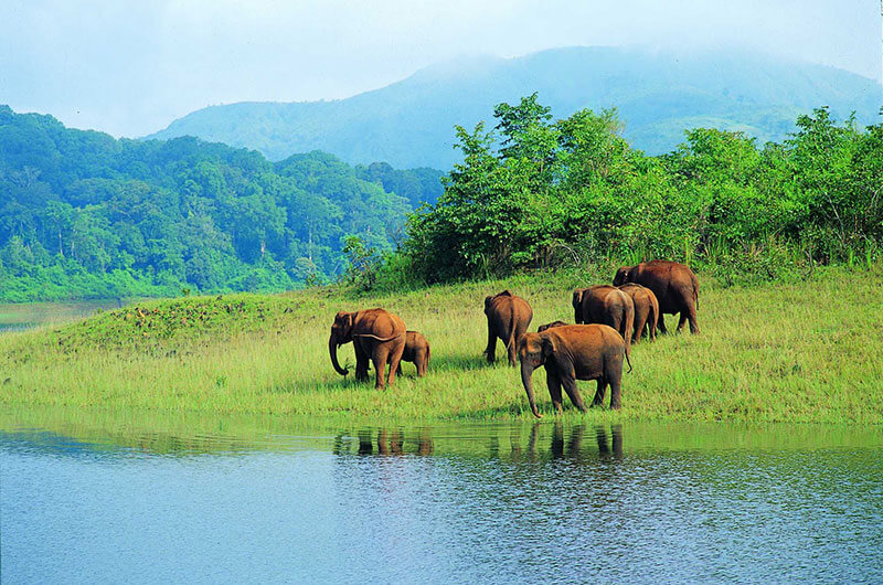 Places to Visit in Thekkady - Picture_8
