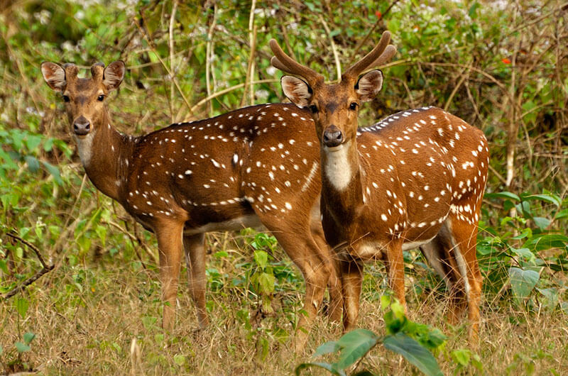 Places to Visit in Thekkady - Picture_9