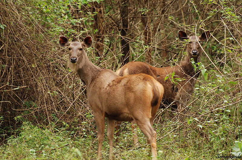 Places to Visit in Thekkady - Picture_10