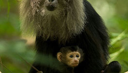 Thekkady Homestay-Nilgiri-Langur