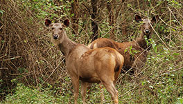 Thekkady Homestay-Sambar Deer at brt